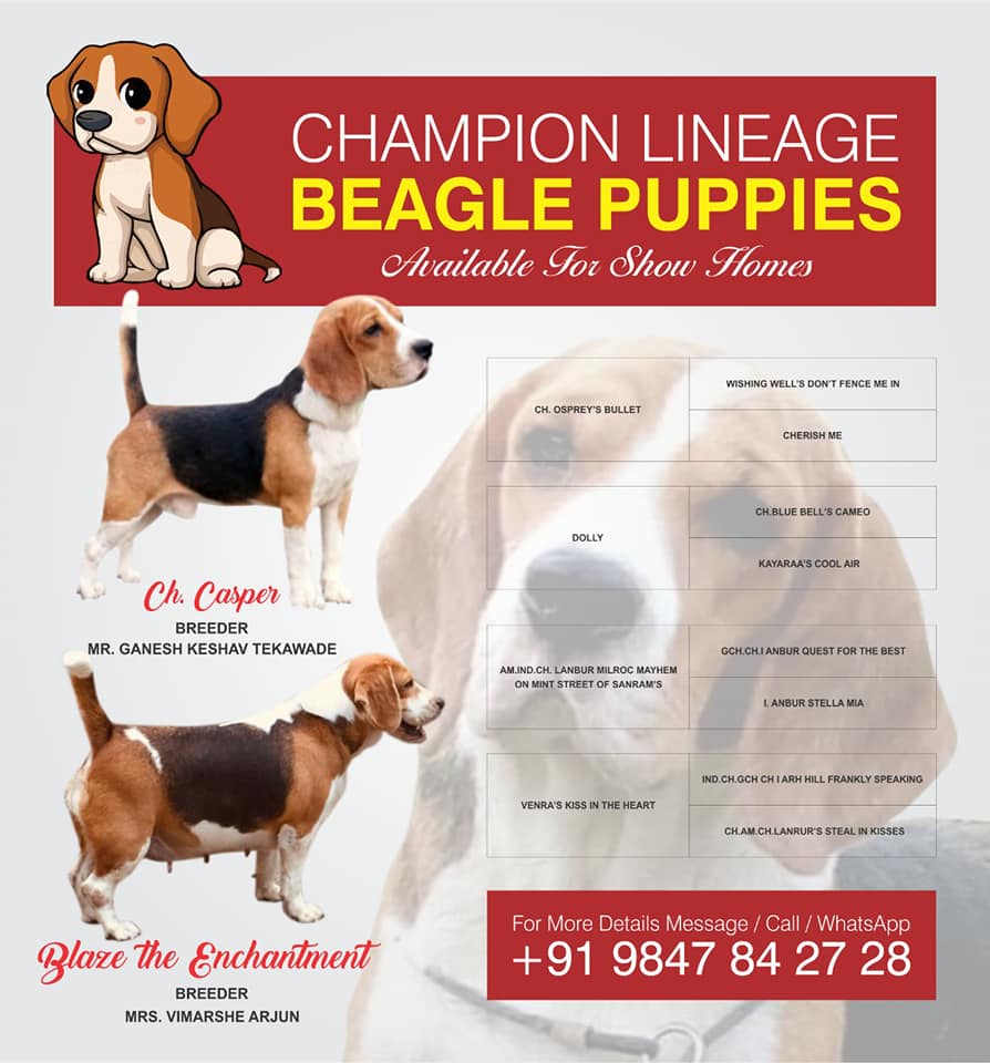 Beagle puppies in Ernakulam
